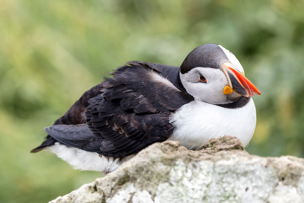 Puffin 
