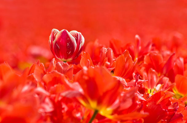 Tulpen Impression