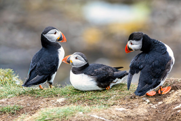 Puffin 