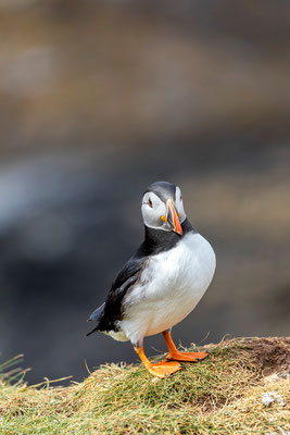 Puffin 