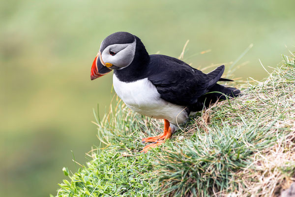Puffin 