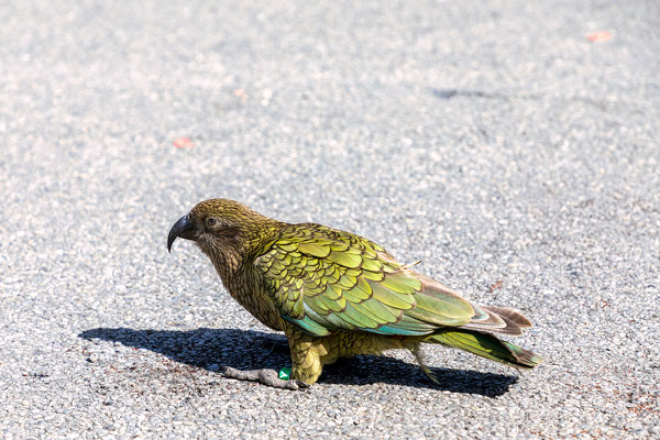 Kea