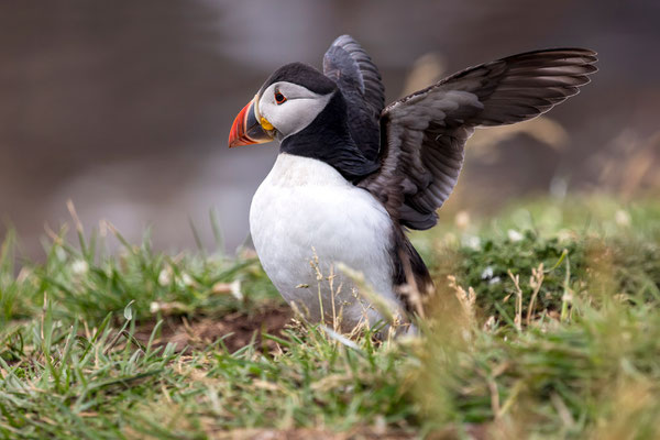 Puffin 