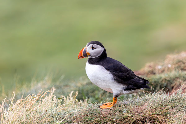 Puffin 