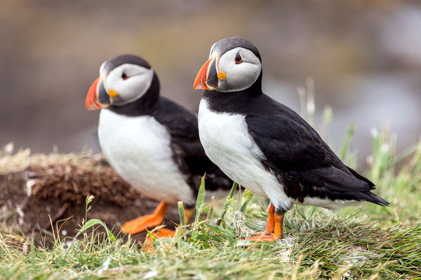 Puffin 