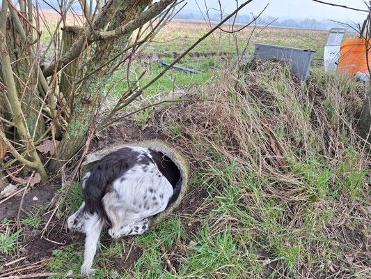 Bei der Fallenkontrolle - Keya will einschliefen