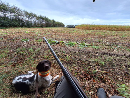 Auf dem Stand bei der Erntejagd