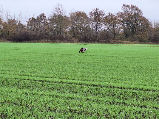 Verlorenbringernachweis am Fuchs