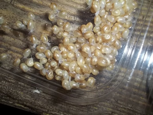 escargots naissains