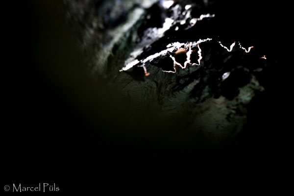 Bats in a hollow tree, Isla Barro Colorado