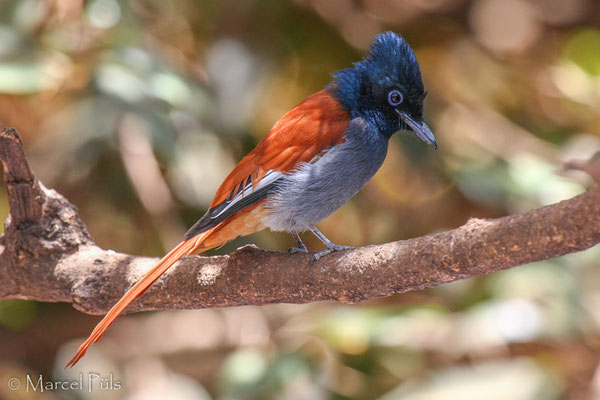 African paradise flycatcher in Nairobi gardens