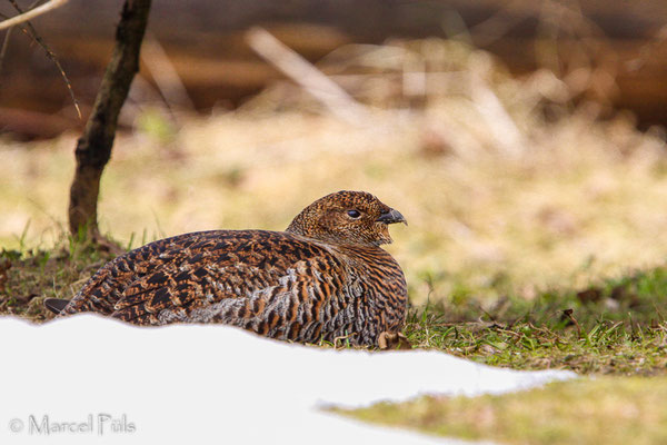 Birkhuhn // Black Grouse