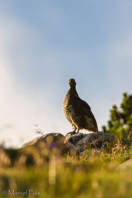 Alpenschneehuhn // Rock Ptarmigan