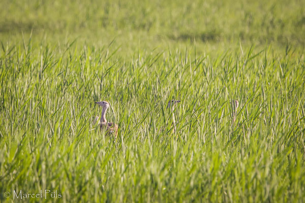 Großtrappe // Great Bustard (taken in Hungary)