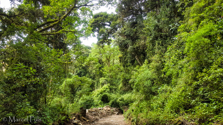 Volcán Barú Mountain Forests