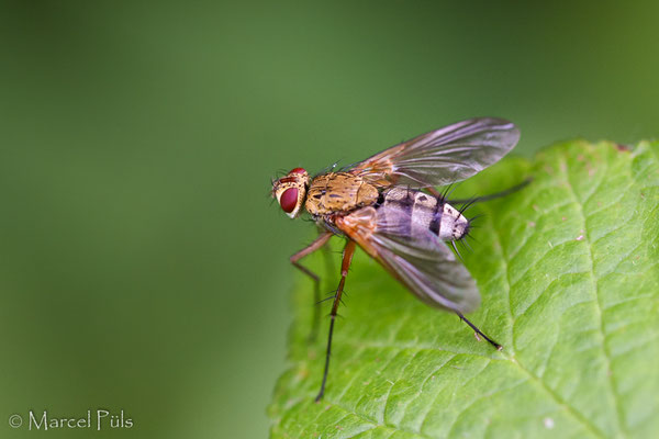 Engerlingsraupenfliege (Dexiosoma caninum)