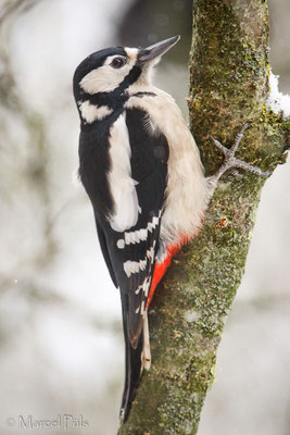 Buntspecht // Great Spotted Woodpecker