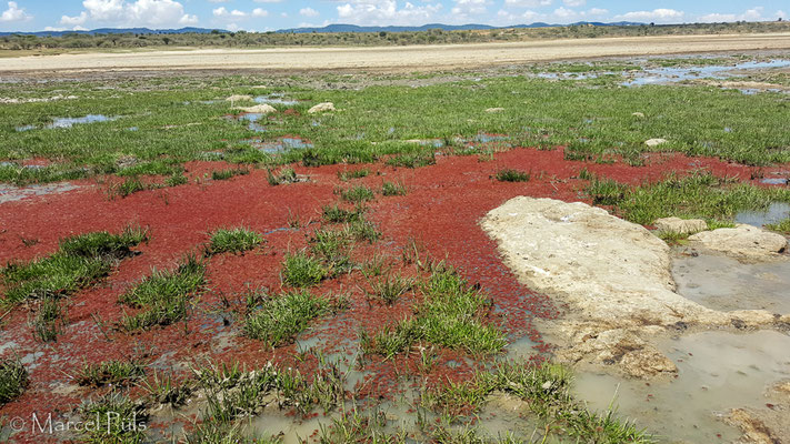 Red algae on lake Kisima