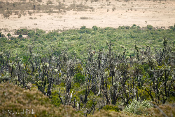 Karissa hills, afromontane dry forest