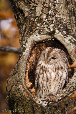 Waldkauz // Tawny Owl