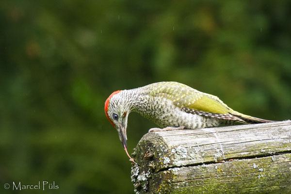 Grünspecht // Green Woodpecker