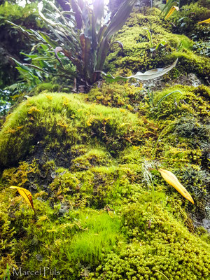 Epiphytes in the cloud forest
