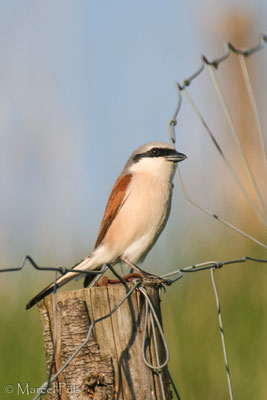 Neuntöter //Red-backed Shrike