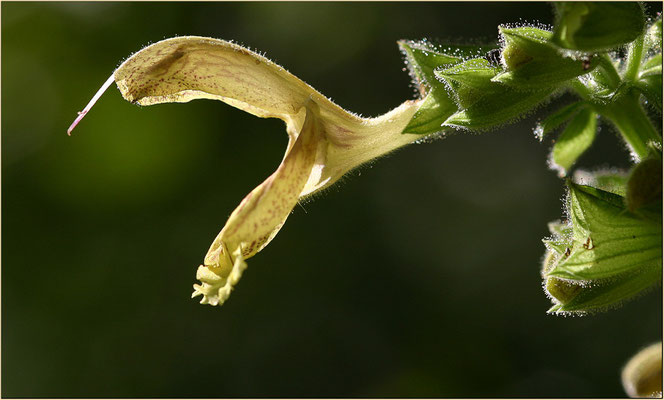 Klebriger Salbei, Salvia glutinosa