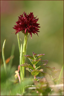 Kohlröschen, Nigritella nigra, 07.07.2007