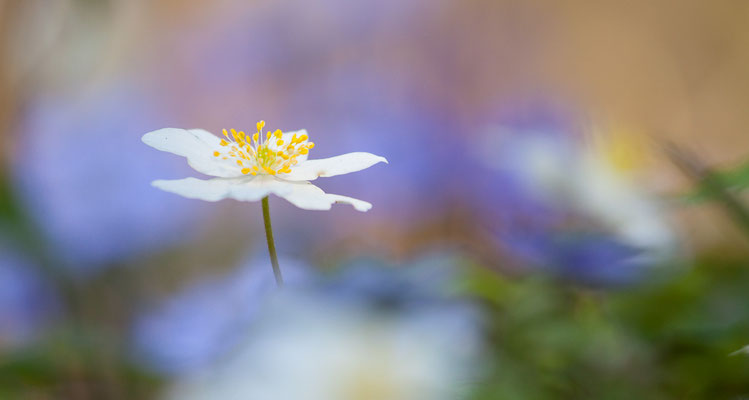 Buschwindröschen, Anemone nemorosa, 28.03.2020
