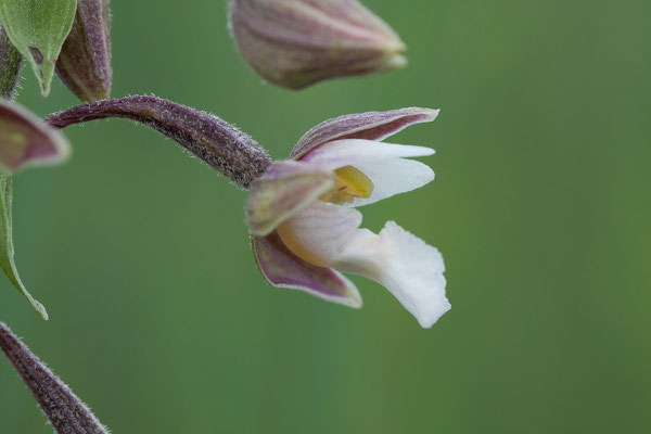 Sumpf-Stendelwurz, Epipactis palustris, Murnauer Moos, 24.06.2011