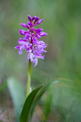 Manns-Knabenkraut, Orchis mascula