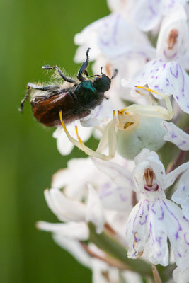 Krabbenspinne, 31.05.2014