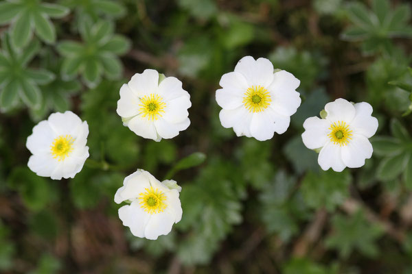 Alpen-Hahnenfuß, Ranunculus alpestris, 04.06.2010