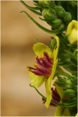 Königskerze, Verbascum nigrum, 30.06.2007