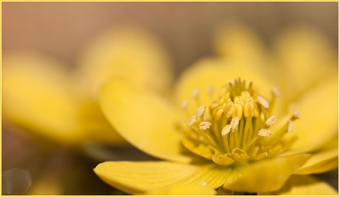 Winterling, Eranthis hyemalis, 14.02.2009