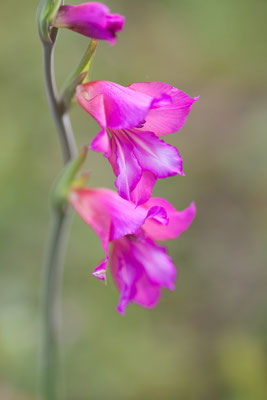 Siegwurz, Gladiolus spec., Guincho, Portugal, 23.04.2014