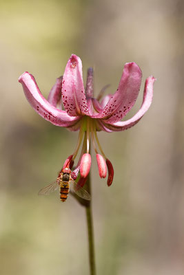 Türkenbundlilie, Lilium martagon, Klausbachtal, 23.07.2009