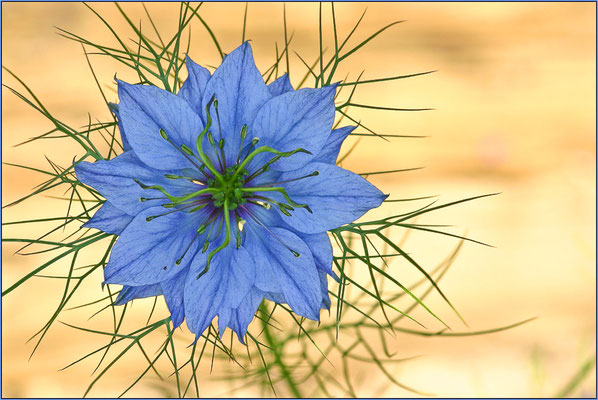 Jungfer im Grünen, Nigella damascena