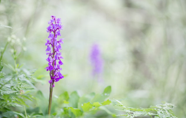 Manns-Knabenkraut, Orchis mascula, Saarbrücken, 1505.2021