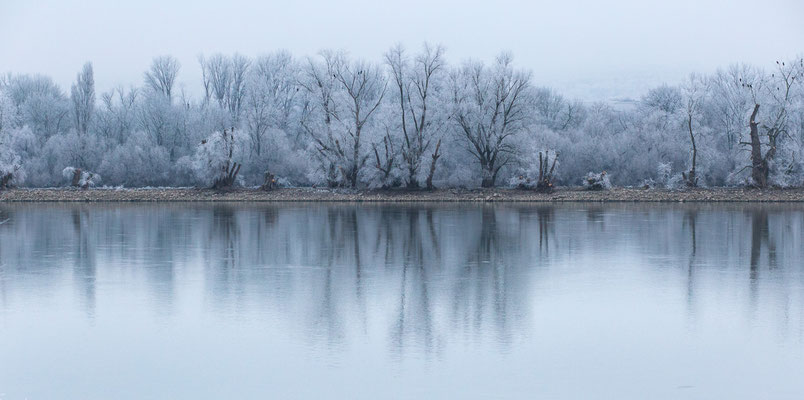 Rheinauen, 01.01.2017