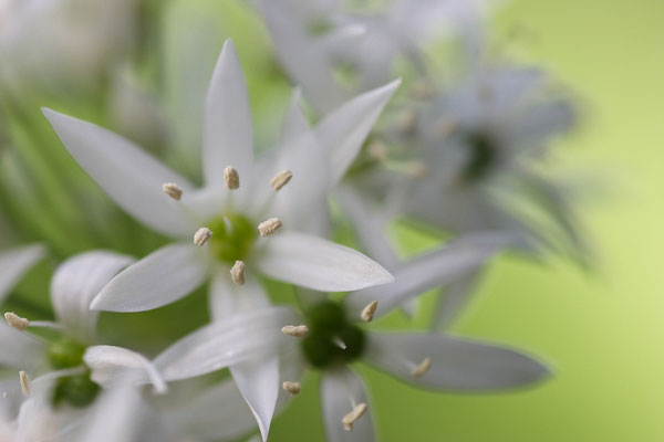 Bärlauch, Allium ursinum,11.05.2008