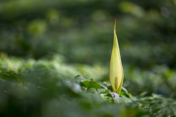 Gefleckter Aronstab, Arum maculatum, 18.04.2017