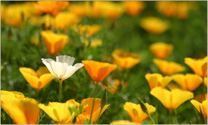 Goldmohn, Eschscholzia californica, 11.07.2005