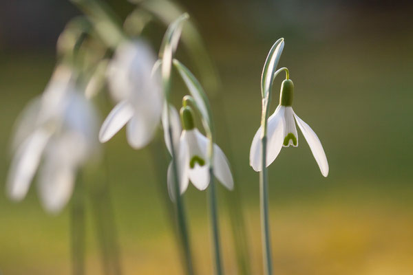 Schneeglöckchen, Galanthus nivalis, 24.02.2014