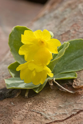 Aurikel, Primula auricula, Lechquellengebrige, 08.06.2007
