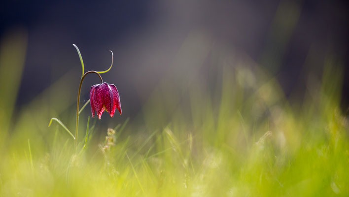 Schachbrettblume, Fritillaria meleagris, 24.04.2021