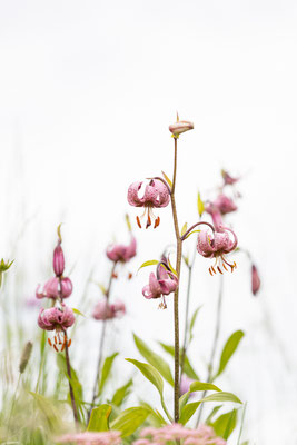 Türkenbundlilie, Lilium martagon, Dolomiten, 17.07.2021