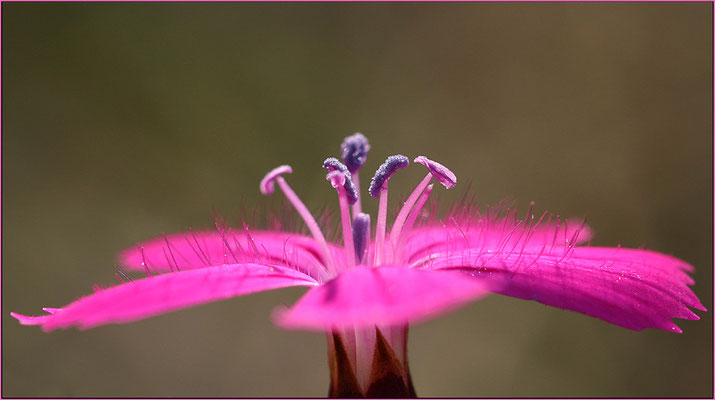 Karthäuser-Nelke, Dianthus carthusianorum, 30.09.06