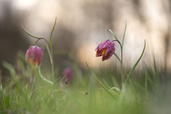 Schachbrettblume, Fritillaria meleagris, 24.04.2021